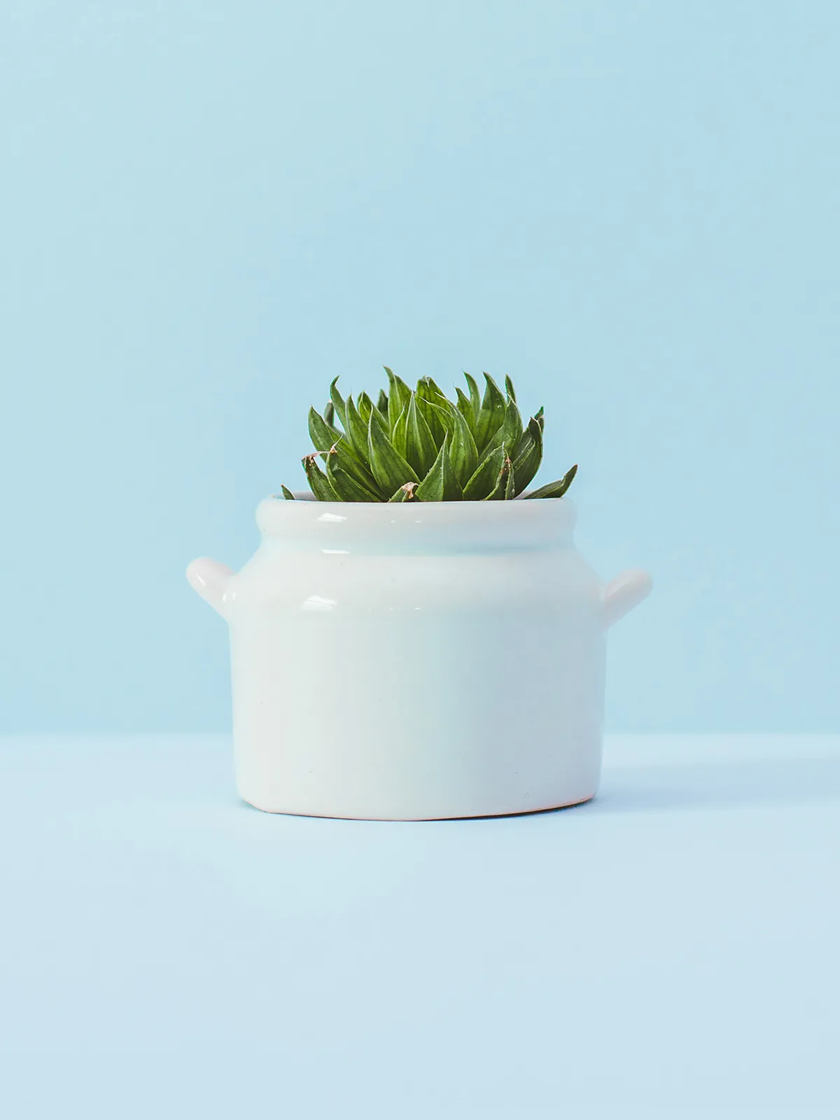 Plant in pot