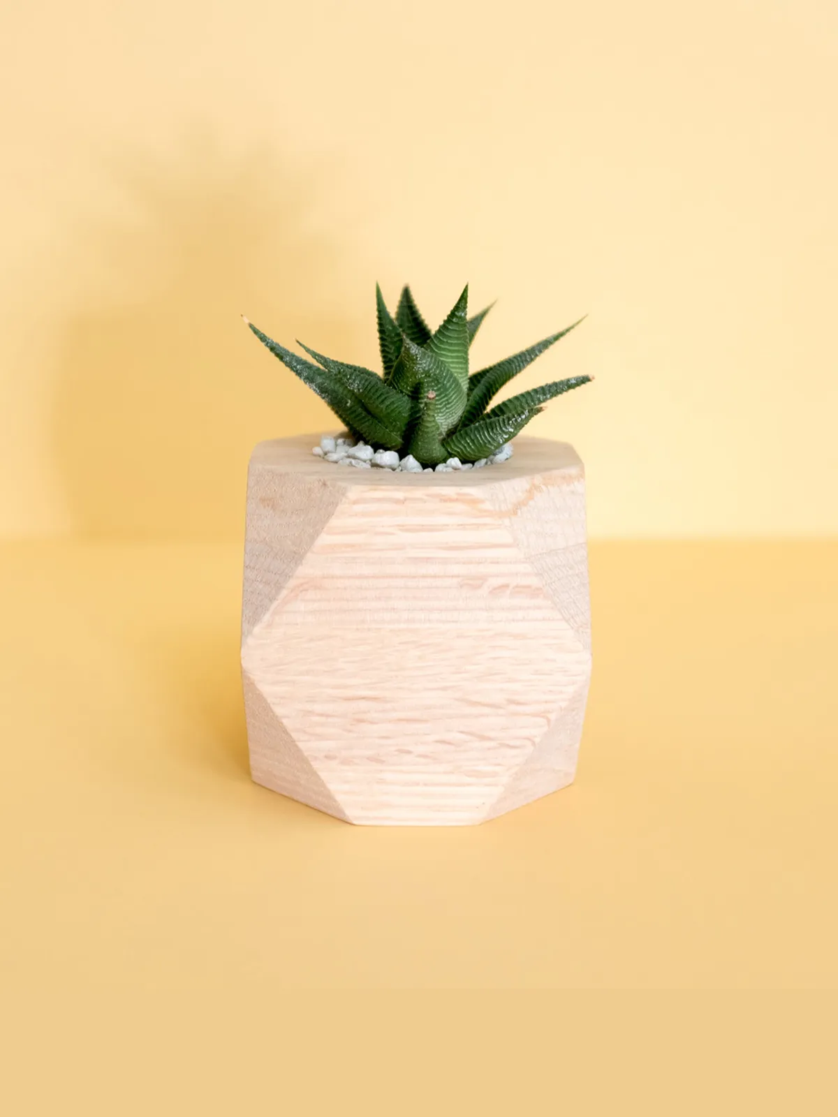 Desert flower