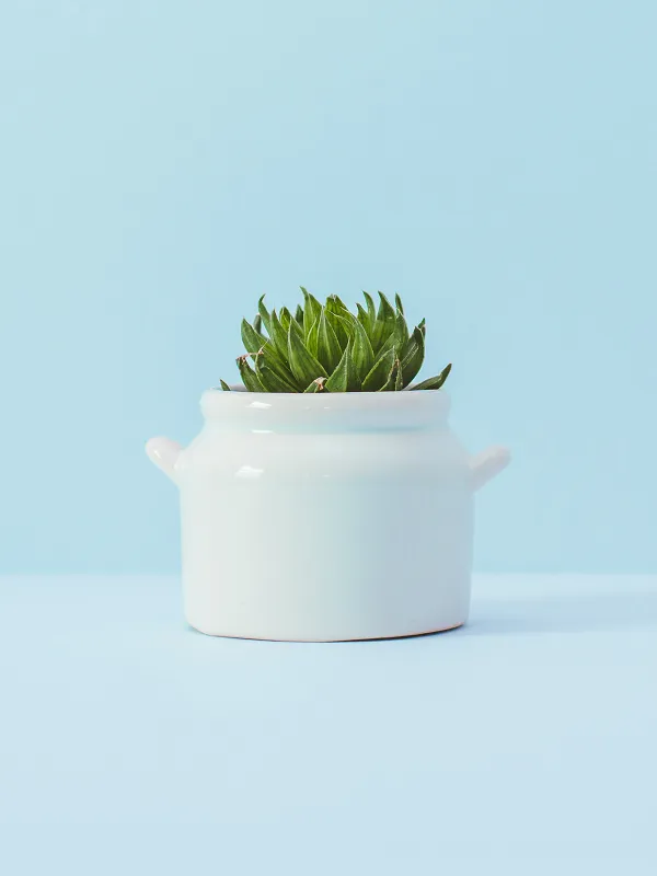 Produit Plant in pot Image