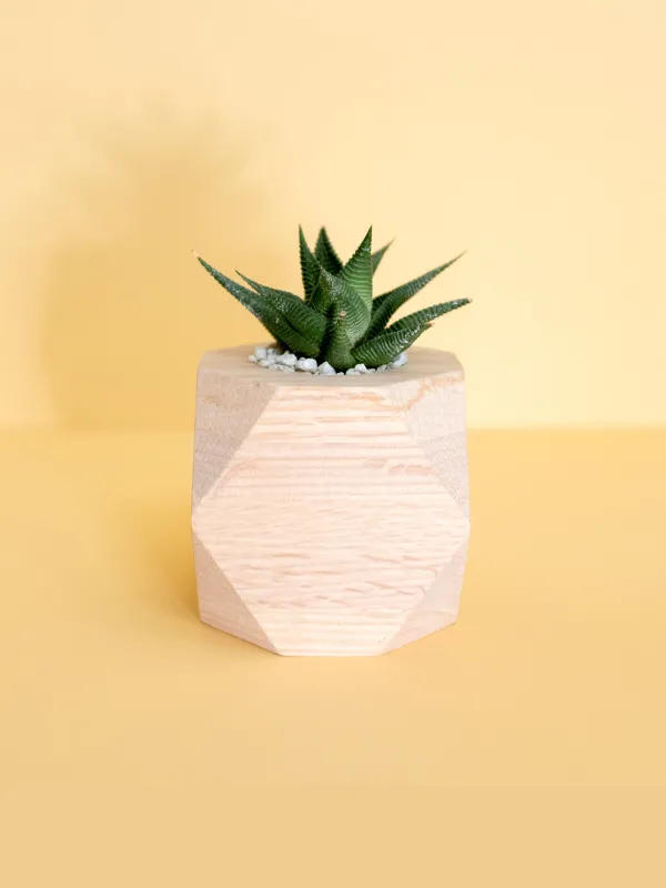 Produit Desert flower Image