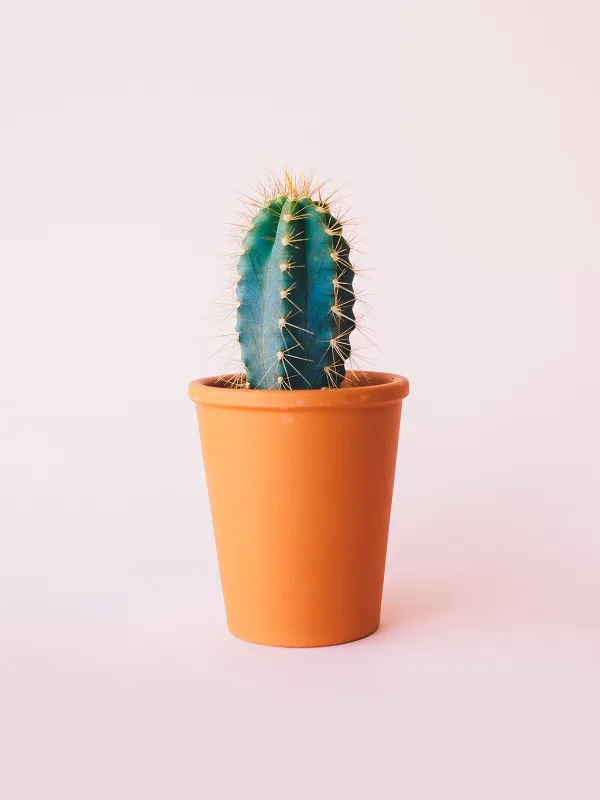 Produit Just cactus Image